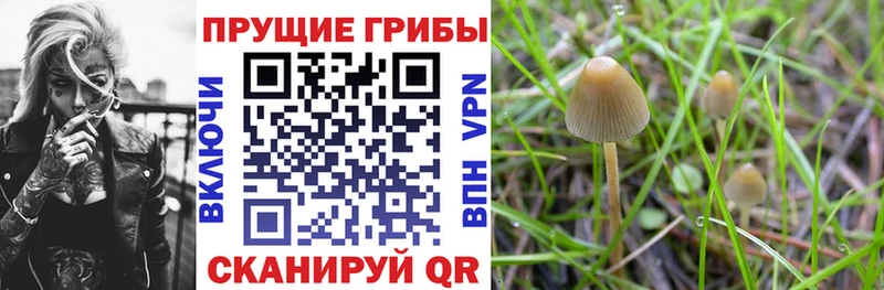 продажа наркотиков  Шарья  Псилоцибиновые грибы прущие грибы 